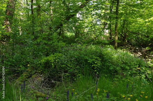 Foto Frühlingswald