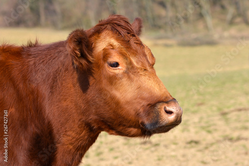 Close up of a red Aberdeen Angus cattle head on blurry background