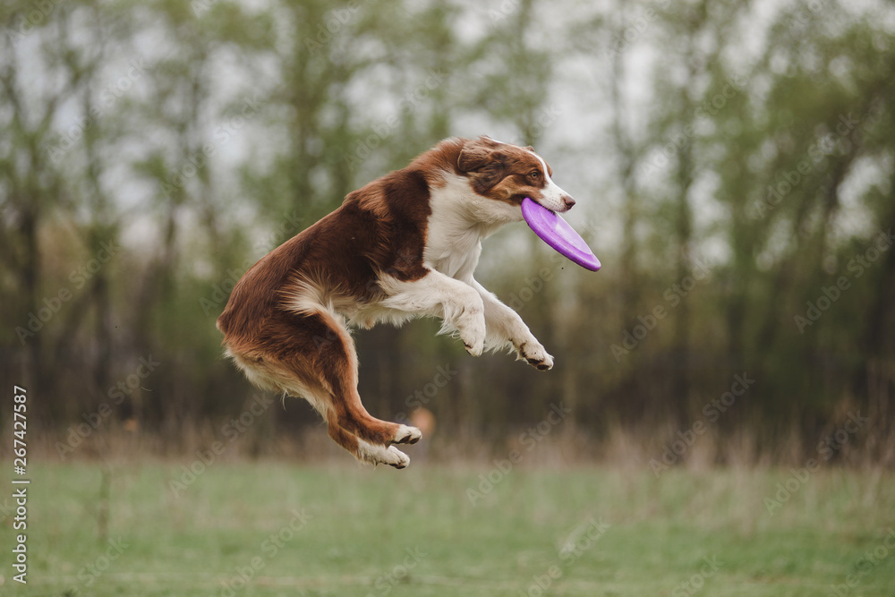 Australian top shepherd frisbee