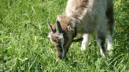 domestic goats on pasture grass and sunny day