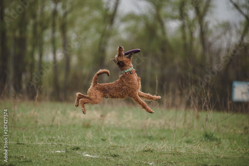 Canvas-taulu irish terrier dog fun jumping and catching a disc in competitions