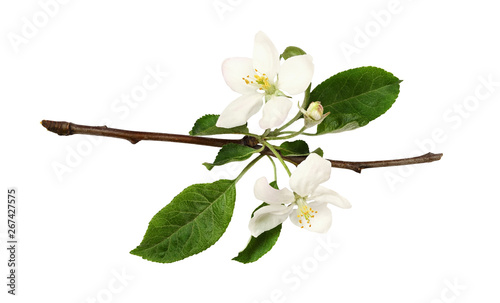 Fresh flowers and buds of apple tree