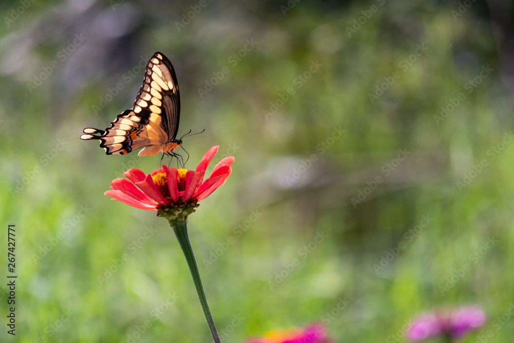 Swallowtail Butterfly feeding on the nectar of a red springtime flower Swallowtail Butterfly feeding on the nectar of a red springtime flower