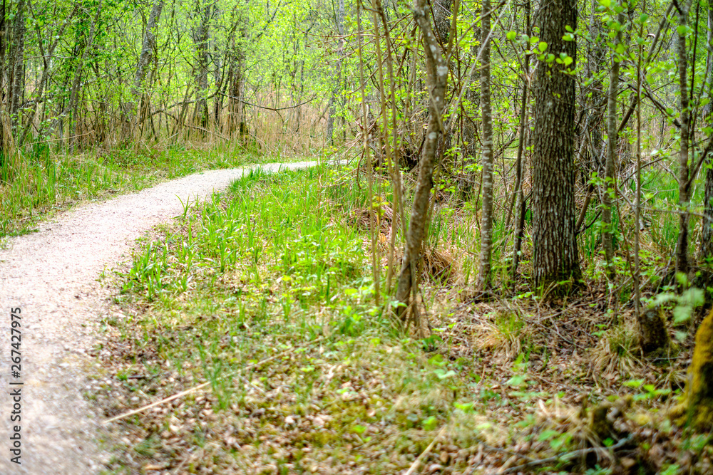 dusty gravel road in country summer time