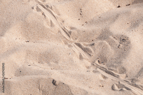 Blue tongue lizard spoor on the sand photo