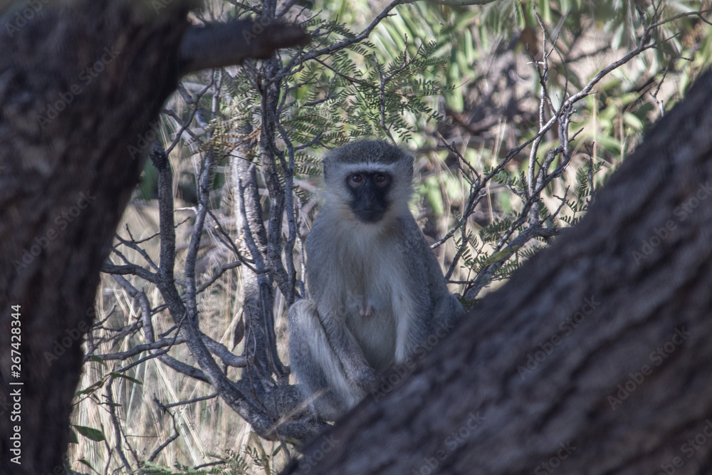 Obraz premium monkey sitting in a tree in the bush