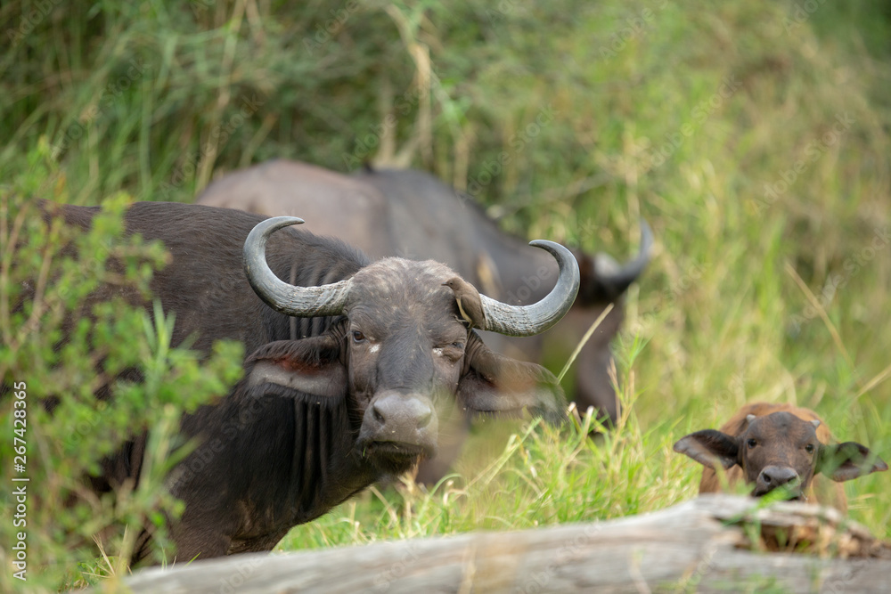 Cape buffalo breeding herds and their associated dagga boys or dominant males. Cape buffalo breeding herds and their associated dagga boys or dominant males.