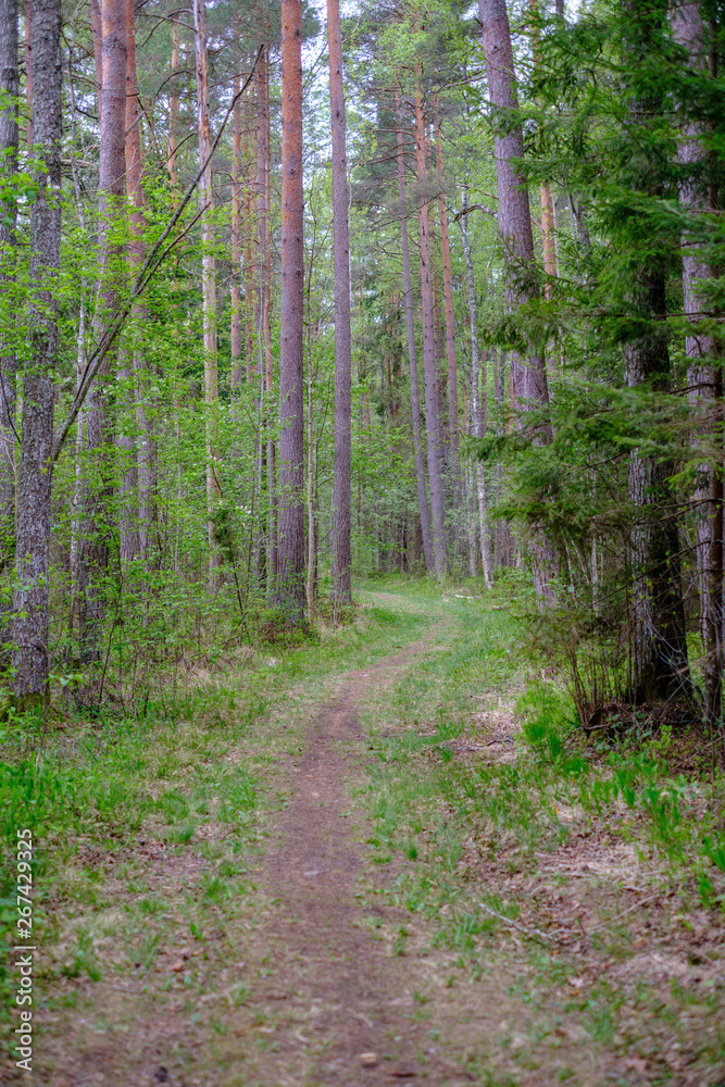 small narrow foot path in summer green forest small narrow foot path in summer green forest