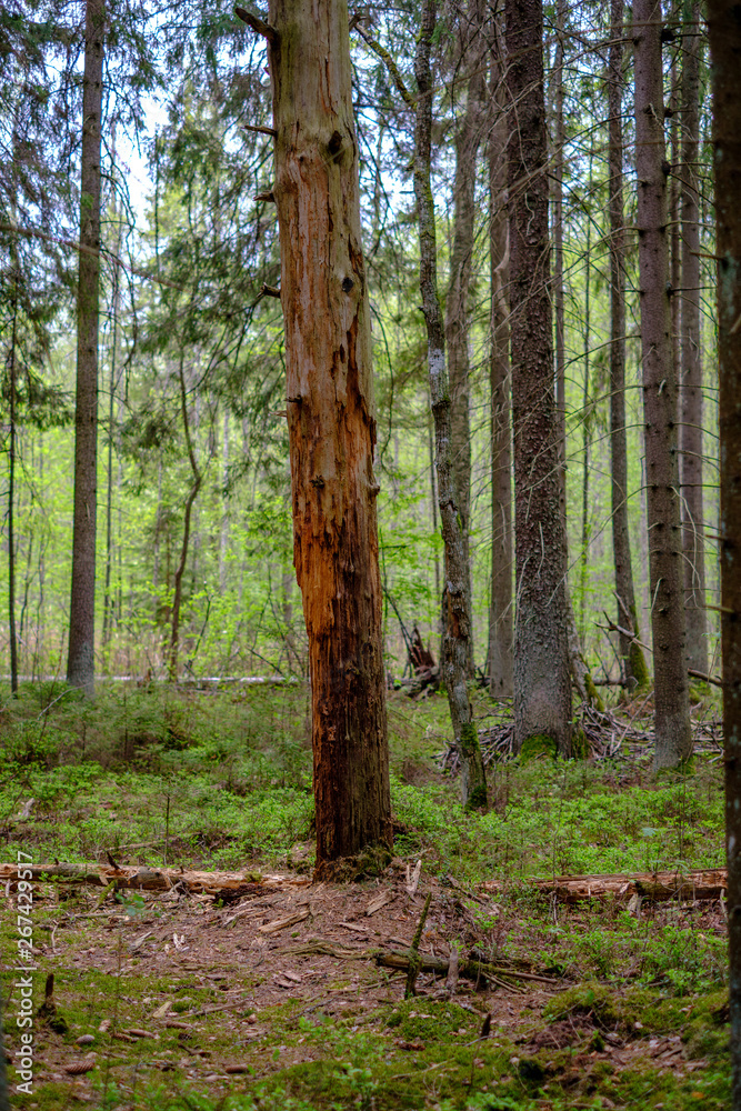 Obraz premium dense tree trunk wall growe texture in the forest in spring