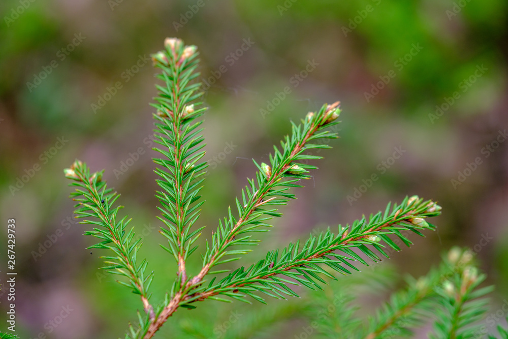 young spruce tree branches in spring young spruce tree branches in spring
