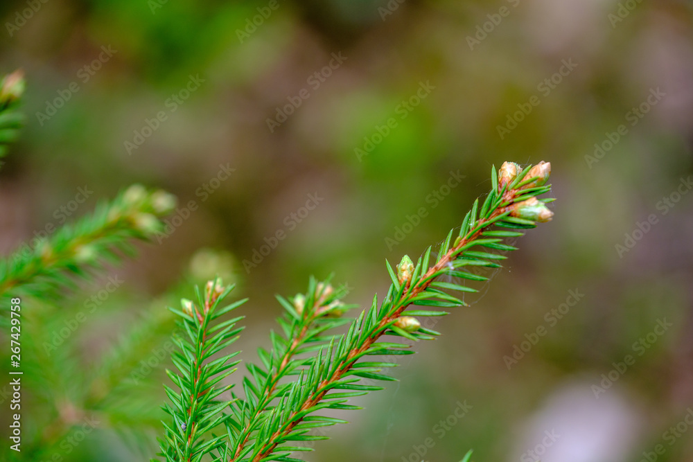 young spruce tree branches in spring