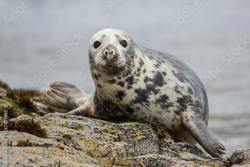Grey seal looking at camera (Halichoerus grypus), Farne Islands, Scotland photo