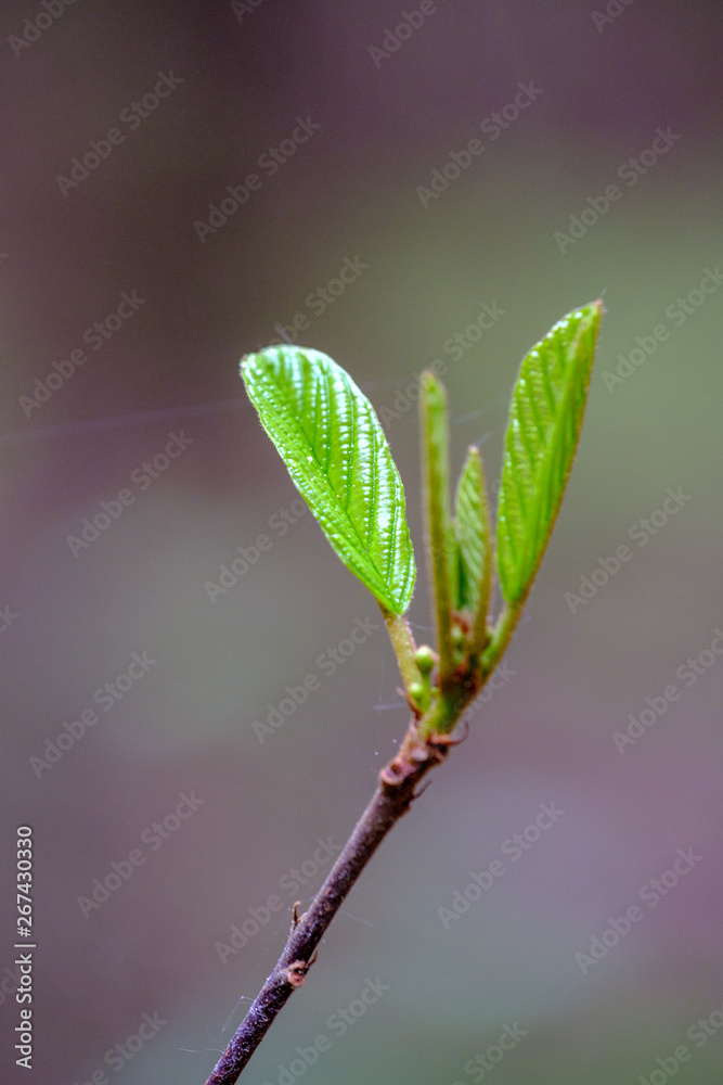 fresh young tree leaves in spring fresh young tree leaves in spring
