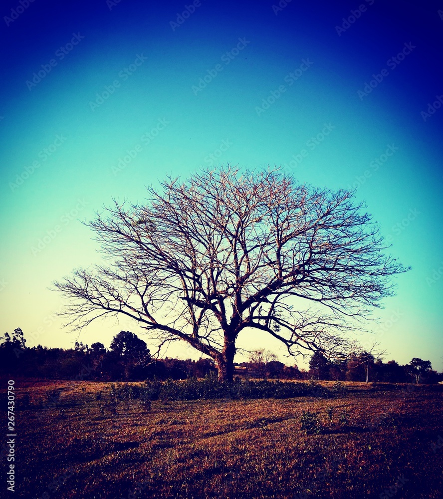 Fototapeta premium Foto tomada en una zona rural de Bella Vista (Paraguay)