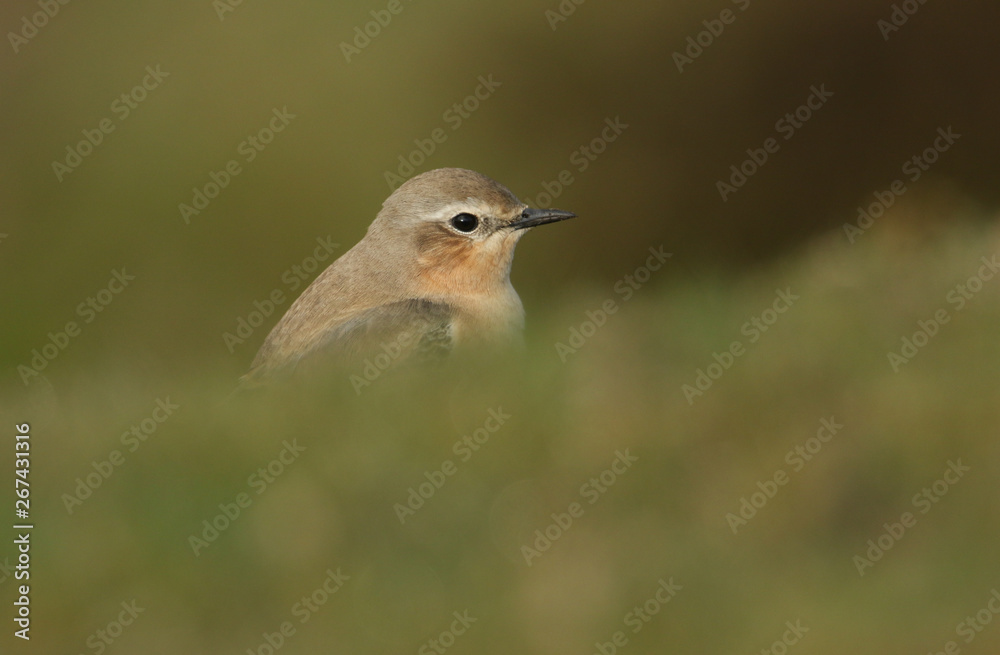 A stunning female Wheatear, Oenanthe oenanthe, hunting for insects to eat in the moorlands of Durham, UK. A stunning female Wheatear, Oenanthe oenanthe, hunting for insects to eat in the moorlands of Durham, UK.