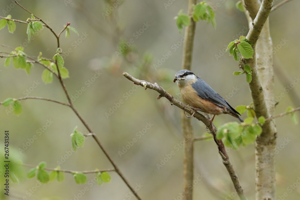 A beautiful Nuthatch, Sitta europaea, perching in a tree with nesting material in its beak. A beautiful Nuthatch, Sitta europaea, perching in a tree with nesting material in its beak.