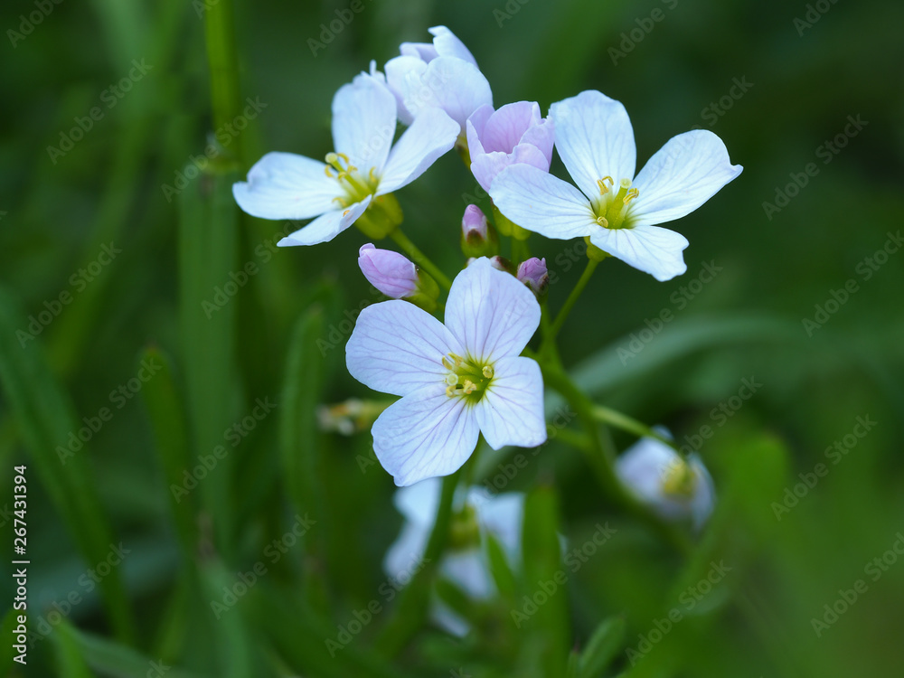 Delicate mauve flowers and buds of the cuckoo flower (Cardamine pratensis) in a spring meadow Delicate mauve flowers and buds of the cuckoo flower (Cardamine pratensis) in a spring meadow