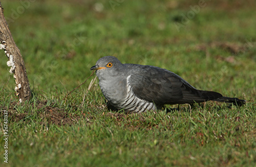 A stunning Cuckoo (Cuculus canorus) searching on the ground in a meadow for food.  © Sandra Standbridge