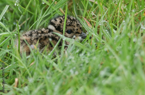 A cute Lapwing chick, Vanellus vanellus, hiding in the long grass in the moorlands of Durham, UK. 