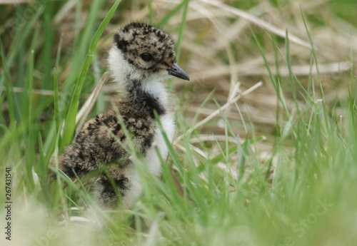 A cute Lapwing chick, Vanellus vanellus, standing in the long grass in the moorlands of Durham, UK. 