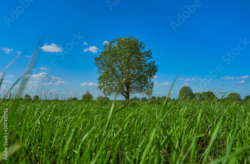 Lonely tree in the middle of a green field under a clear sky