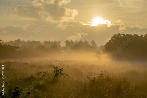 Fototapeta Naklejka Na Ścianę i Meble -  Fog over the grass In the morning Nature along the way in Chumphon Province