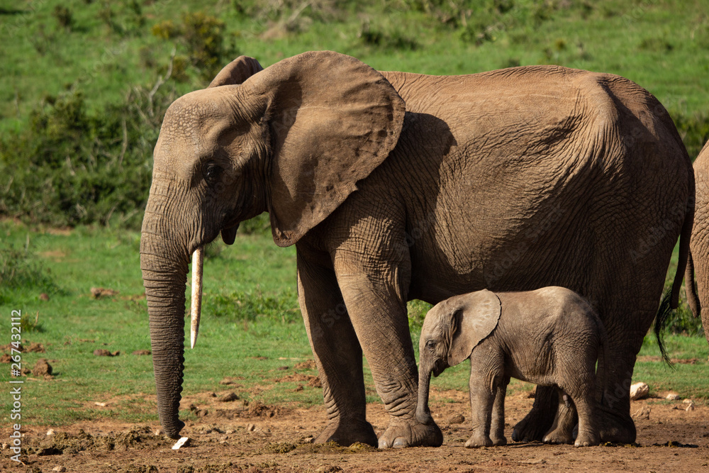 Obraz premium Mother and Baby Elephant in Addo Elephant Park