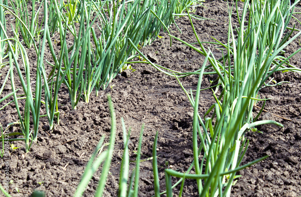 Green onions planted in a row. Green onions planted in a row.