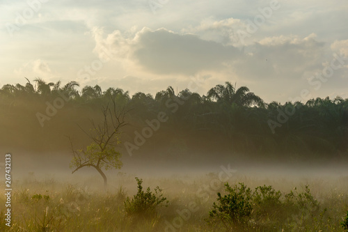 Fog over the grass In the morning Nature along the way in Chumphon Province © Ake