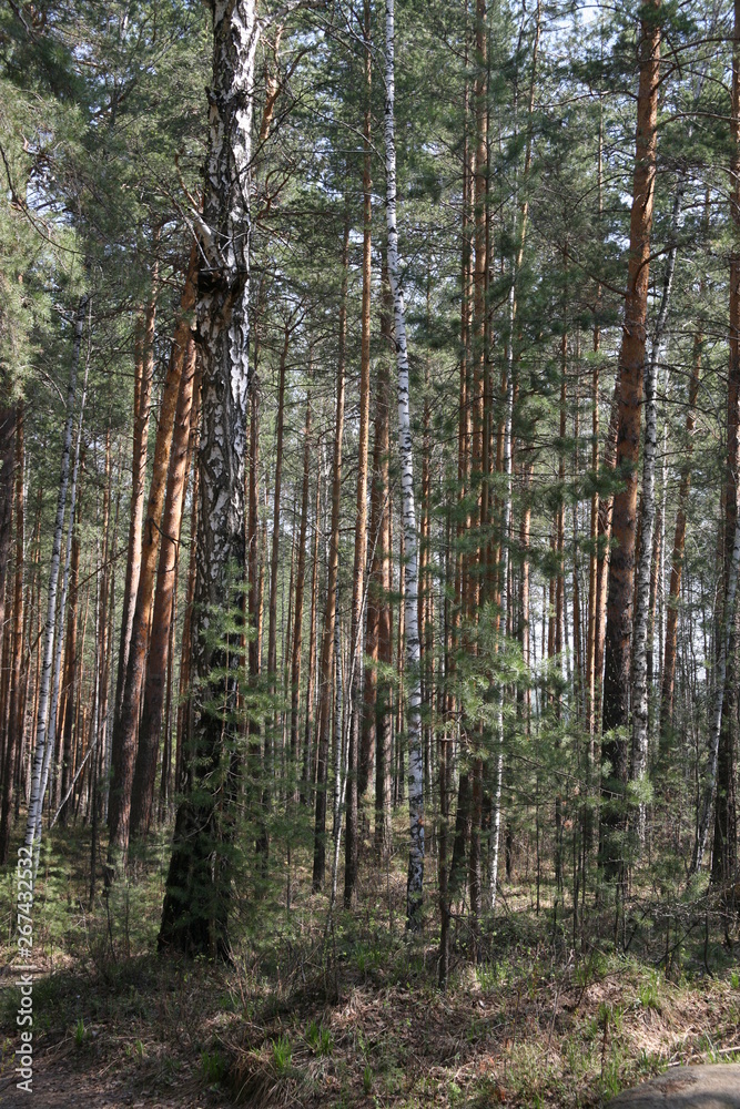 Fototapeta premium trees in forest