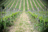 Rows Of Vineyard Grape Vines. Spring Landscape