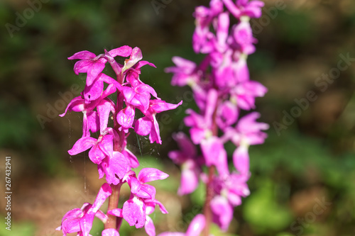 Early Purple Orchids in woodland  Orchis mascula