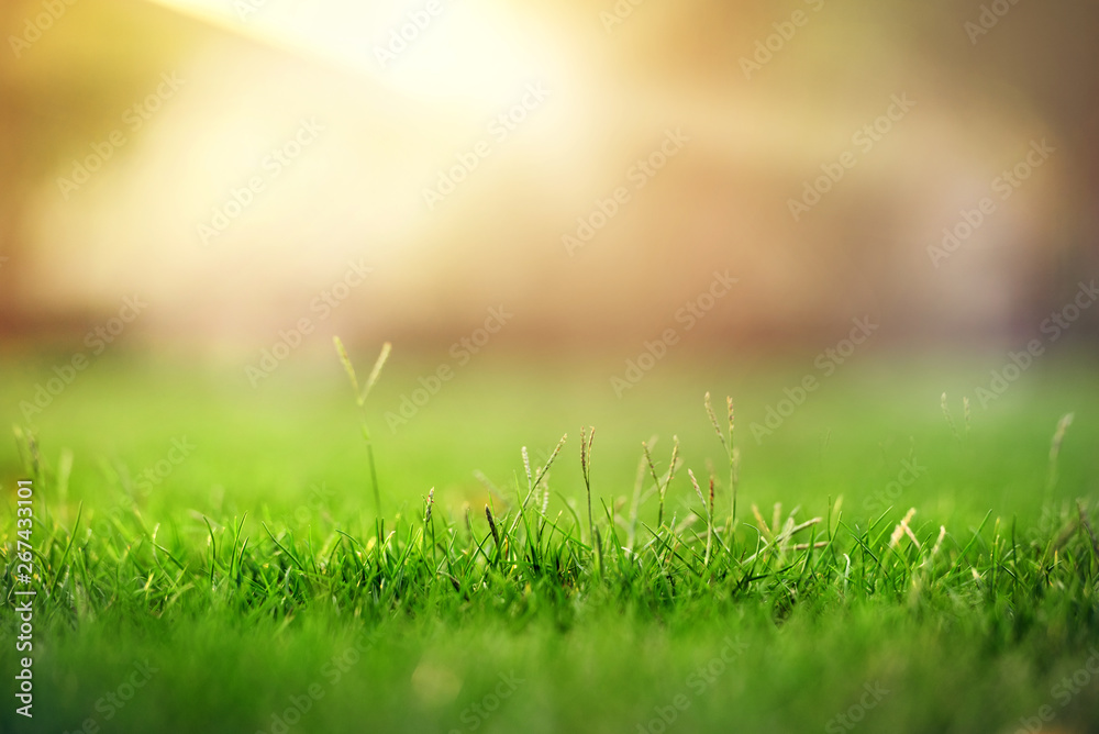 Spring and nature background concept, Close up green grass field with blurred park and sunlight. Spring and nature background concept, Close up green grass field with blurred park and sunlight.