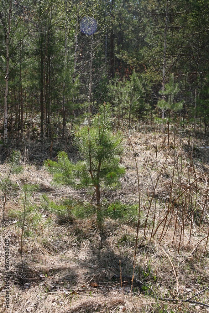 trees in forest trees in forest