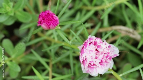 Common Purslane, Portulaca oleracea close, time lapse.