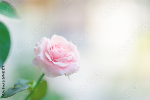 Closeup of beautiful pink rose flowers blooming and green leaf with sunlight in the garden.nature view of flower with natural background.	