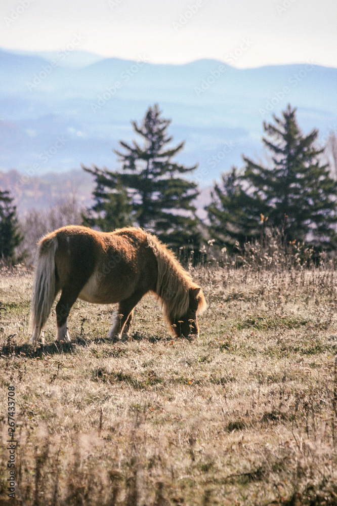 Fototapeta premium Wild Ponies at Grayson Highlands State Park in Jefferson National Forest in Virginia 