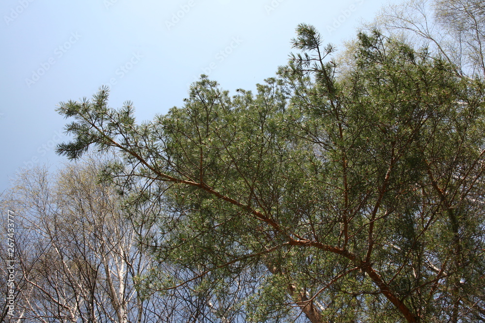 Obraz premium tree and sky