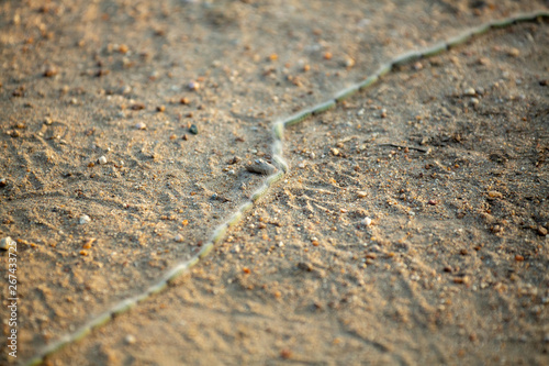 processionary caterpillars on the move photo