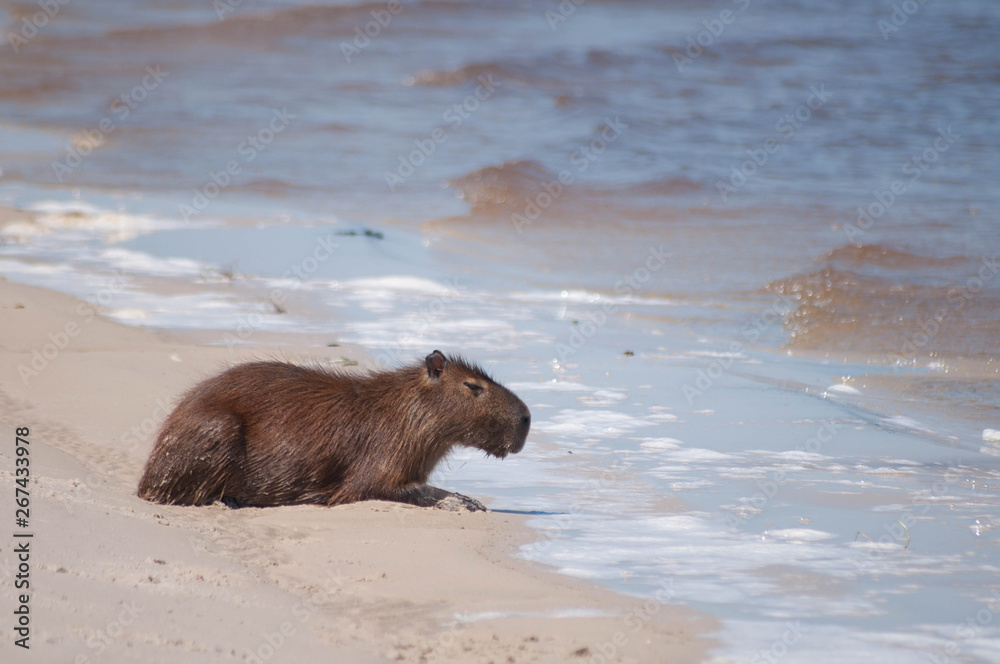 Obraz premium Capybara in water