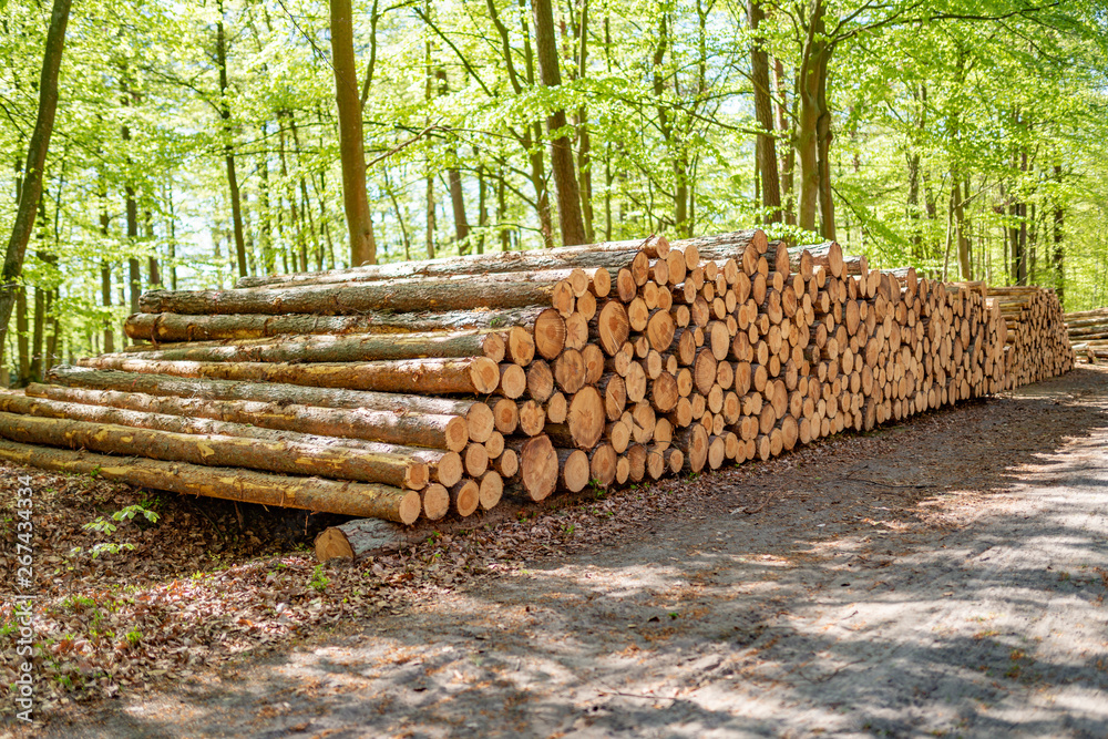 Holzpolter, gestapelte Baumstämme im sonnigen Wald