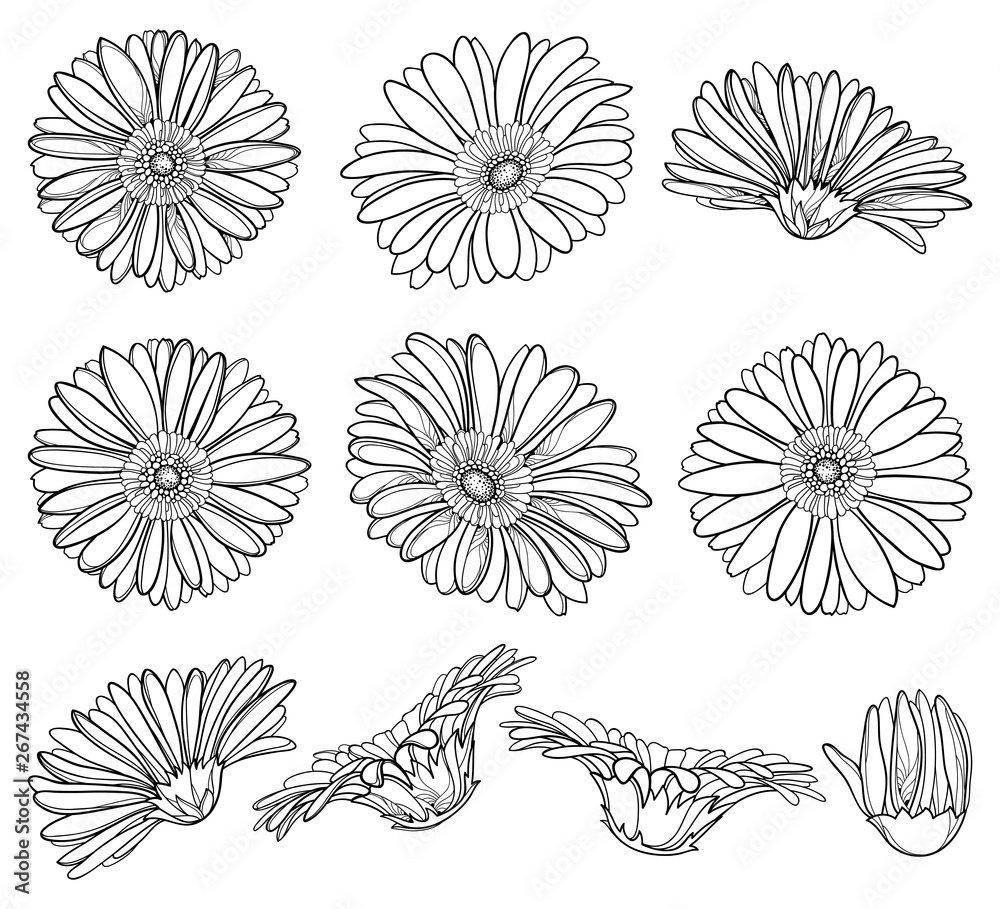 Set with outline Gerbera or Gerber flower head and ornate bud in black isolated on white background. - obrazy, fototapety, plakaty 