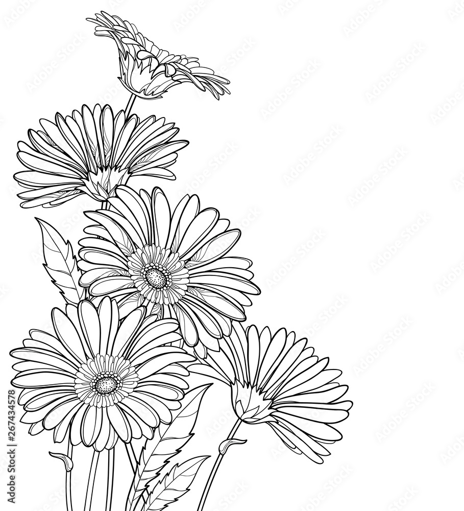 Corner bouquet of outline Gerbera or Gerber flower in black isolated on