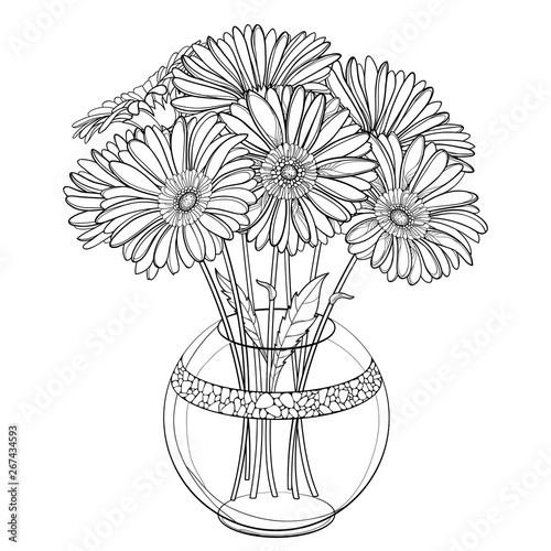 Bouquet of outline Gerbera or Gerber flower in round vase in black isolated on white background.