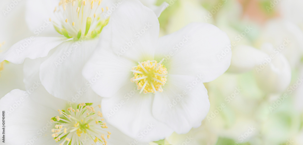 Weiße Blumen in Pastell