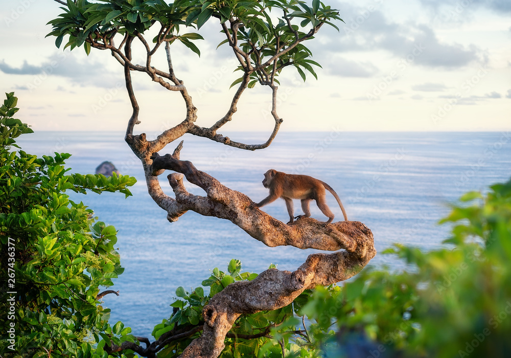 Monkey on the tree. Animals in the wild. Landscape during sunset. Kelingking beach, Nusa Penida, Bali, Indonesia. Travel - image