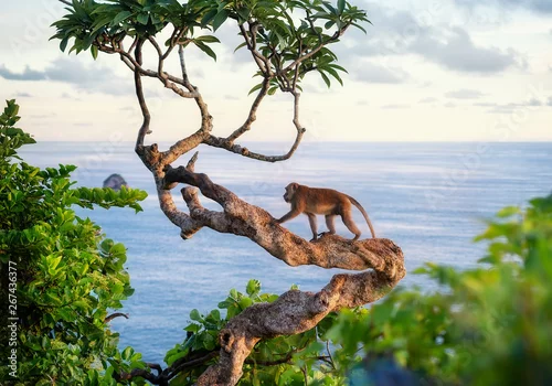 Obraz Małpa na drzewie. Zwierzęta na wolności. Krajobraz podczas zachodu słońca. Plaża Kelingking, Nusa Penida, Bali, Indonezja. Podróż - obraz