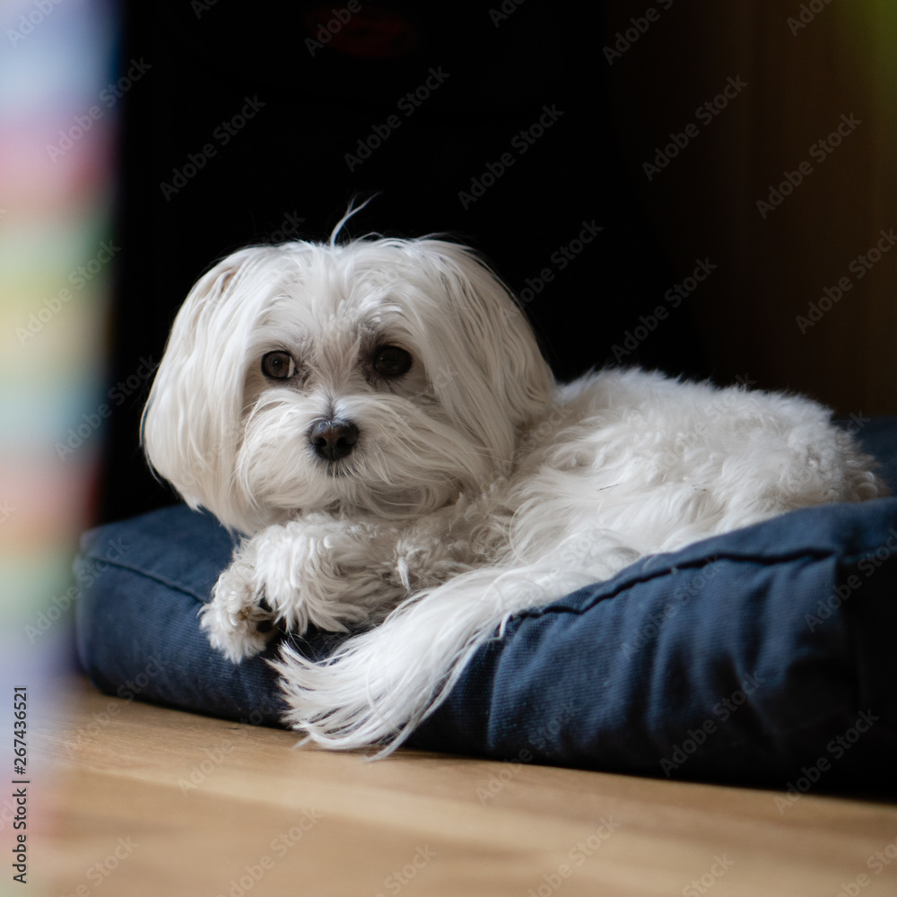 Maltese Dog
