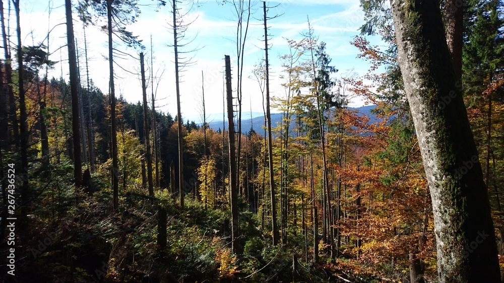 Obraz premium Wildnis