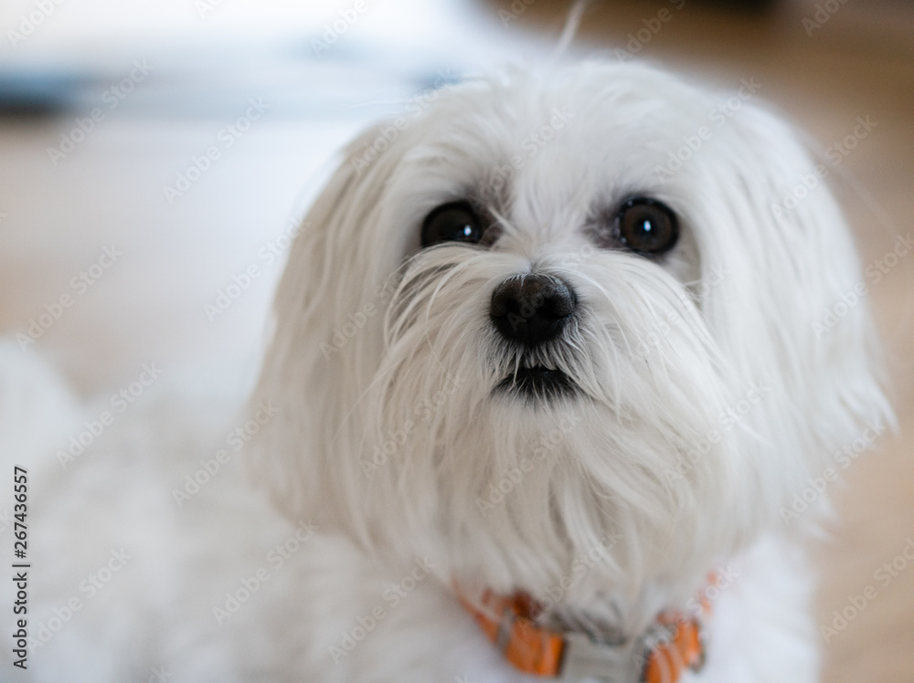 Maltese Dog Maltese Dog
